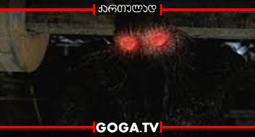 ადამიანი ფარვანა / Mothman