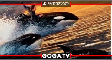 გაათავისუფლეთ ვილი 2 / Free Willy 2: The Adventure Home